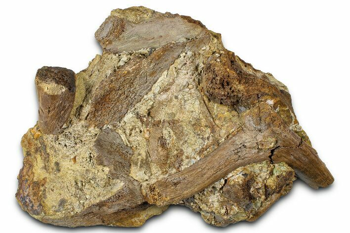 Fossil Hadrosaur Teeth and Bone Sections in Sandstone - Wyoming #370648